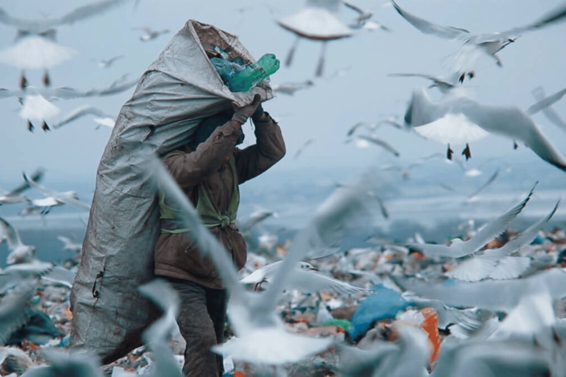 A person carries a full garbage bag while walking in between seagulls at a beach covered with garbage.