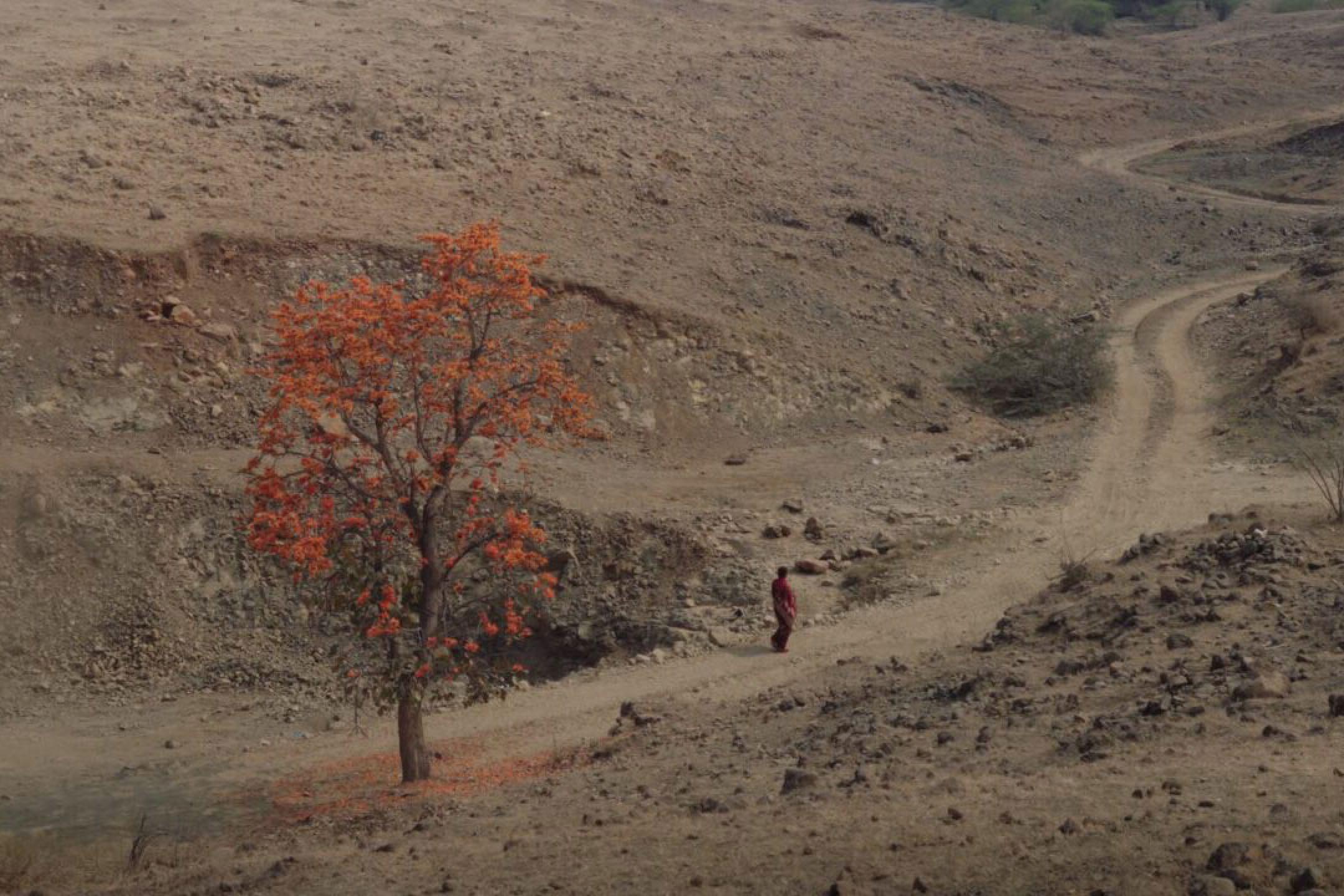 A woman walks through a desert landscape with a single tree with orange leaves.