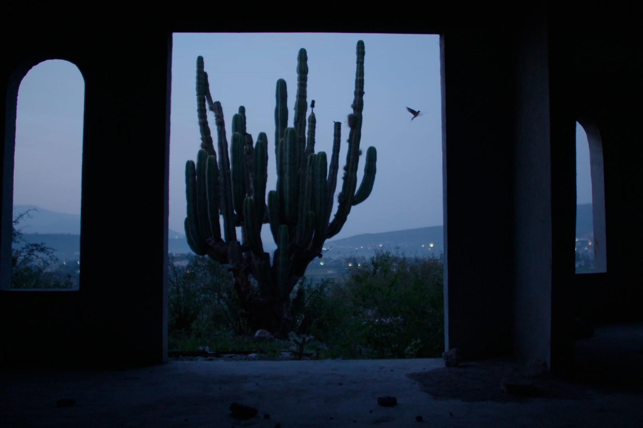 View from a house with open doors and windows at a giant cactus at dawn.