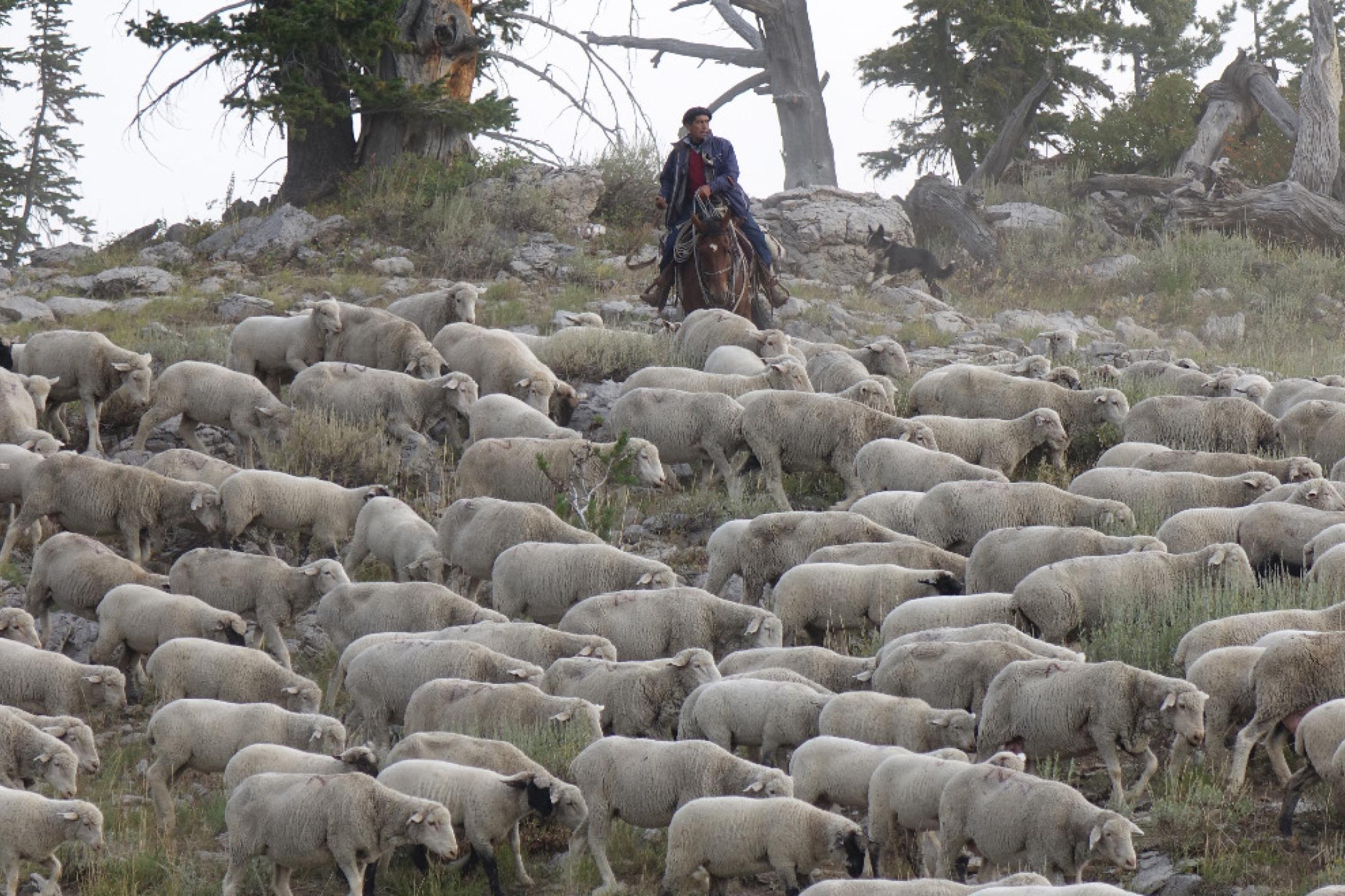 A man rides on his horse, surrounded by a huge flock of sheep.