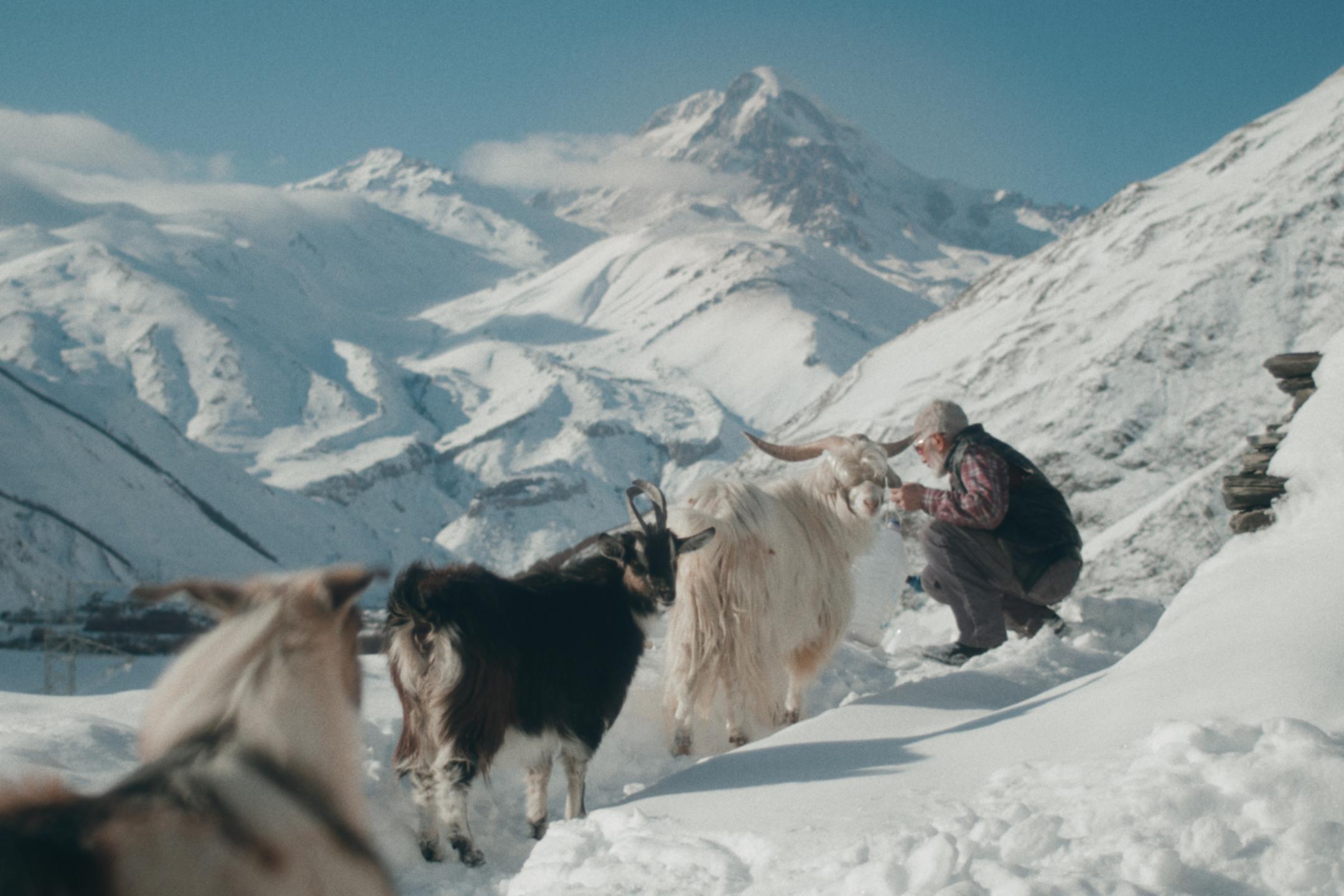 In einer eisigen Berglandschaft kauert ein alter Mann mit Sonenbrille vor einer dickfelligen Ziege. Mehrere Ziehen stehen vor ihnen in einer Reihe, manche schauen zurück zur Kamera