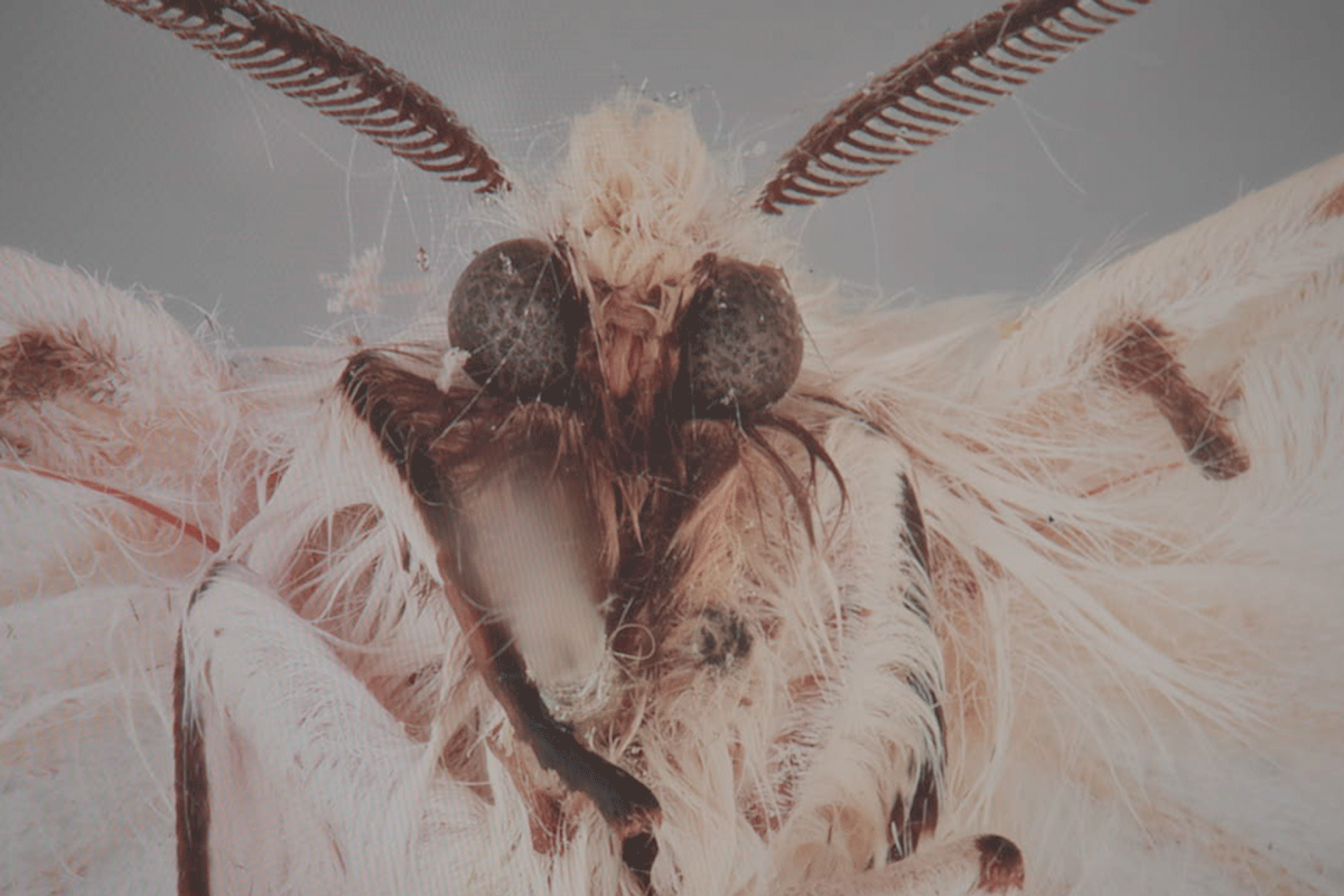 Eine tote Motte, die mit Spinnweben bedeckt ist, scheint direkt in die Kamera zu schauen. Sie ist so nah, dass ihre riesigen Augen, Haare und Sensoren sichtbar sind.