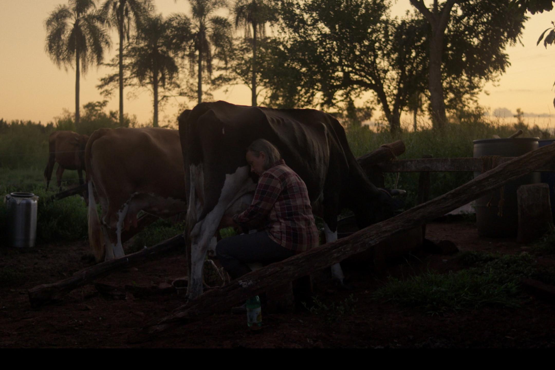Eine Frau sitzt auf Hocker und melkt eine Kuh auf einer Weide umgeben von Palmen und anderen Bäumen. Es ist schummriges Dämmerlicht.