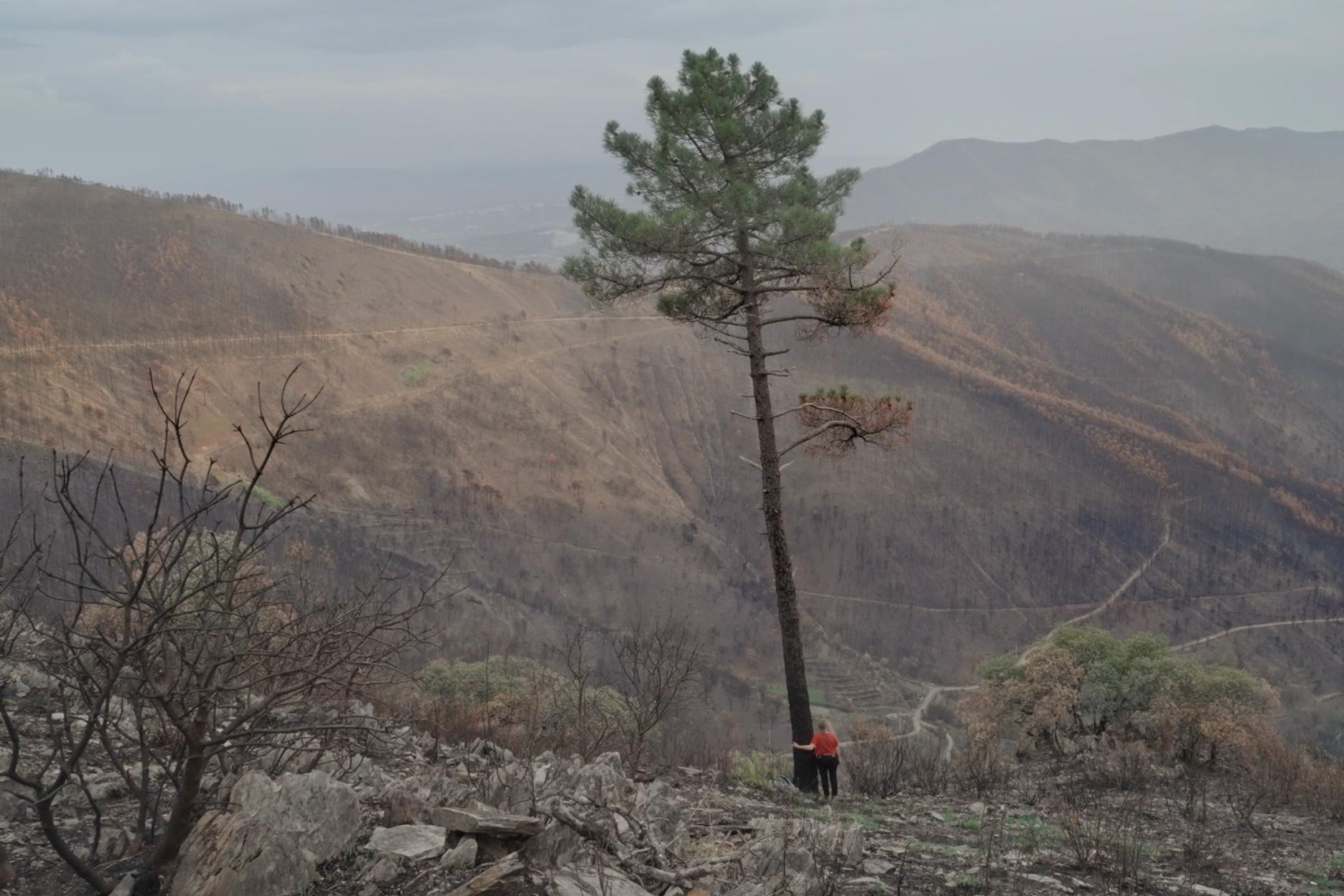 Ein Mensch in einem roten T-Shirt lehnt an einem Baum, der einsam in einer verbrannten Hügellandschaft steht.