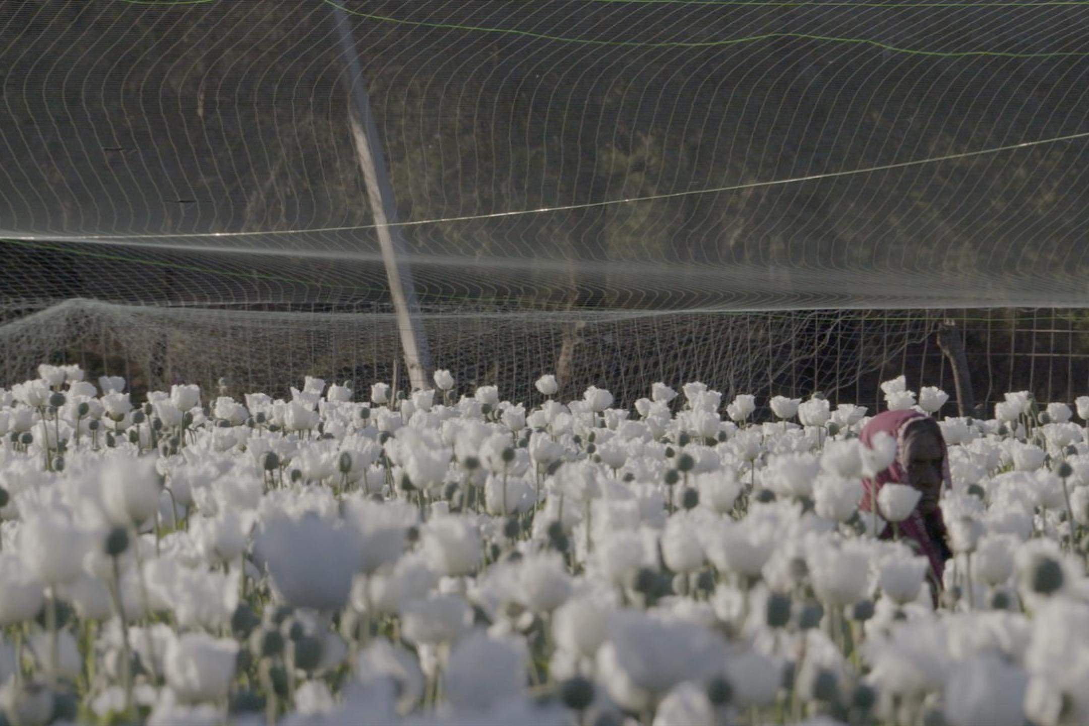 A field bursting with blooming white poppies under an almost translucent net