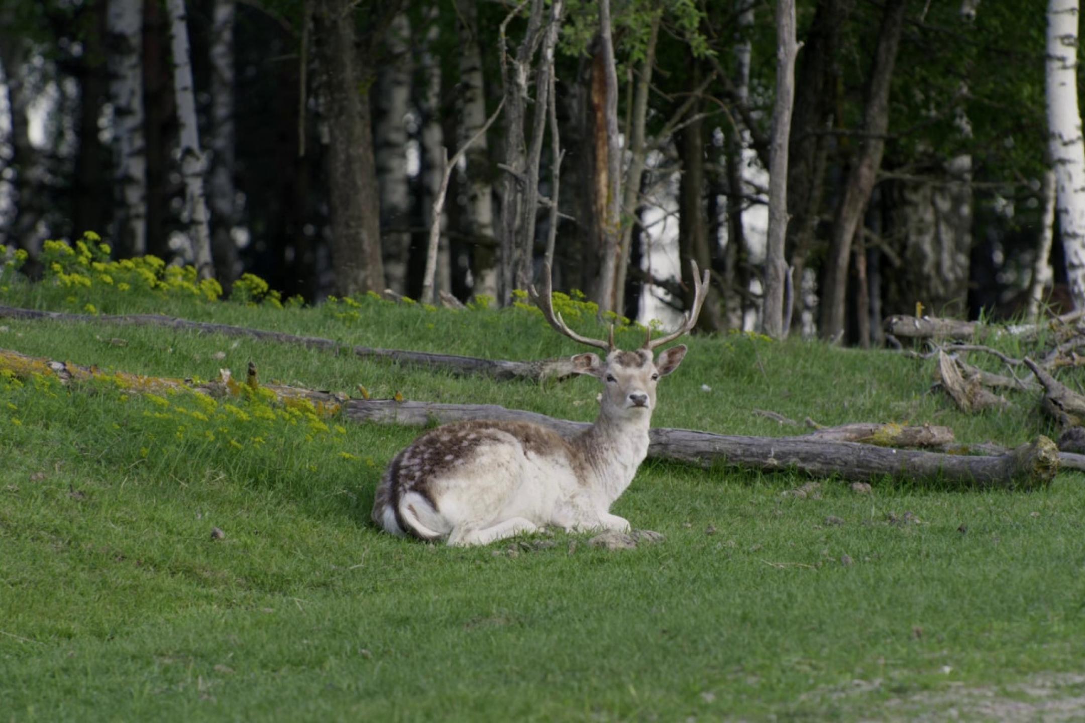 A young deer is lying down on lush grass with its head turned towards the camera. Behind it, a forest looms