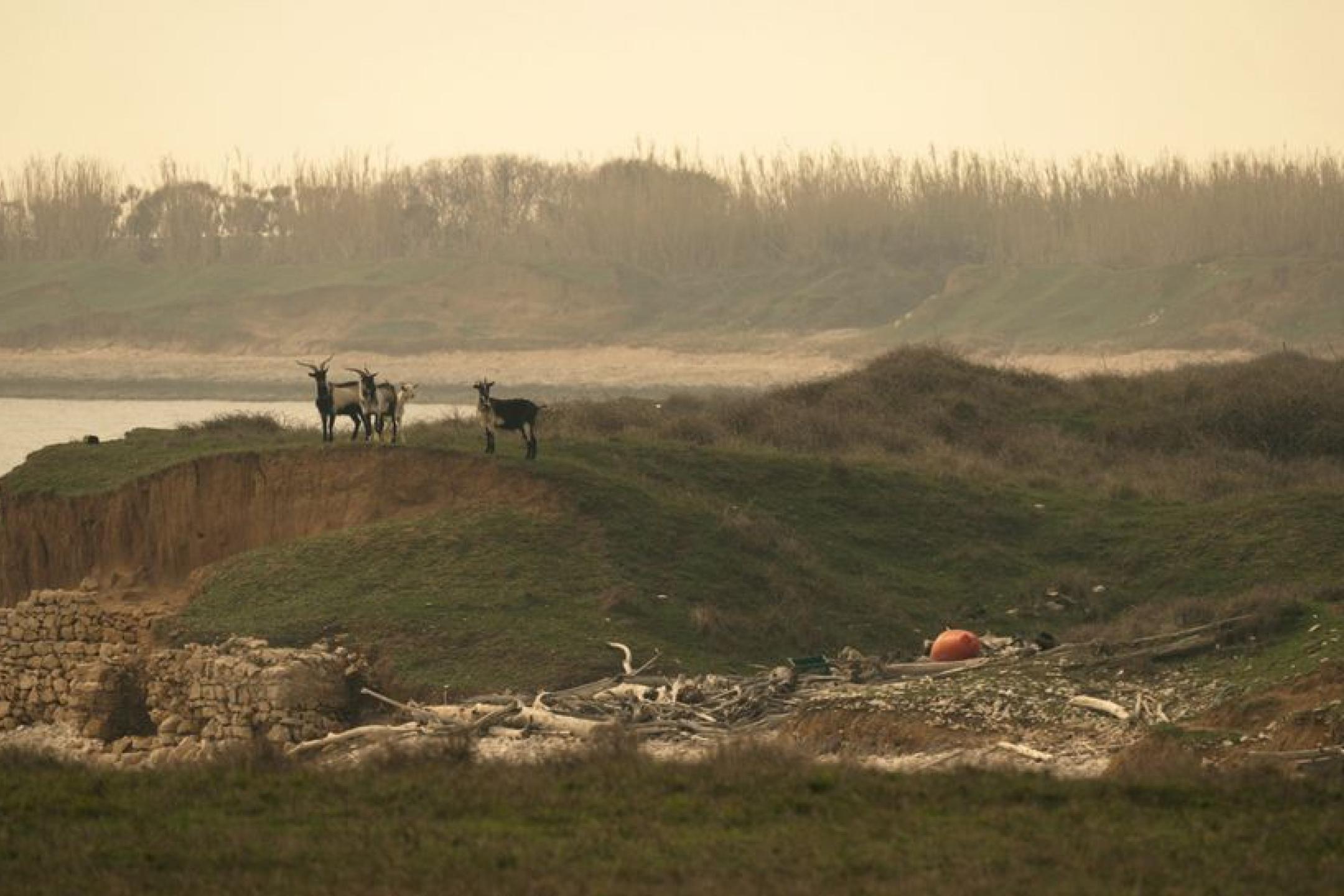 Four goats are standing on a grassy hill overlooking a lake, some broken branches and half a stone wall 