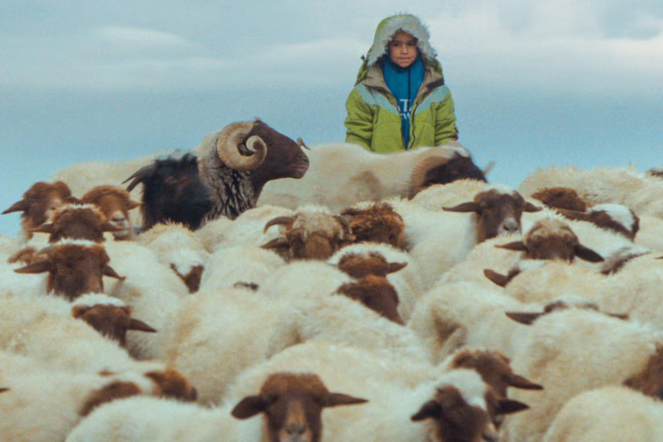 Collage einer eng gedrängten Schafherde, hinter ihnen steht ein Kind in warmer Jacke mit Fellkapuze über den Kopf gezogen und schaut recht zufrieden zur betrachtenden Person