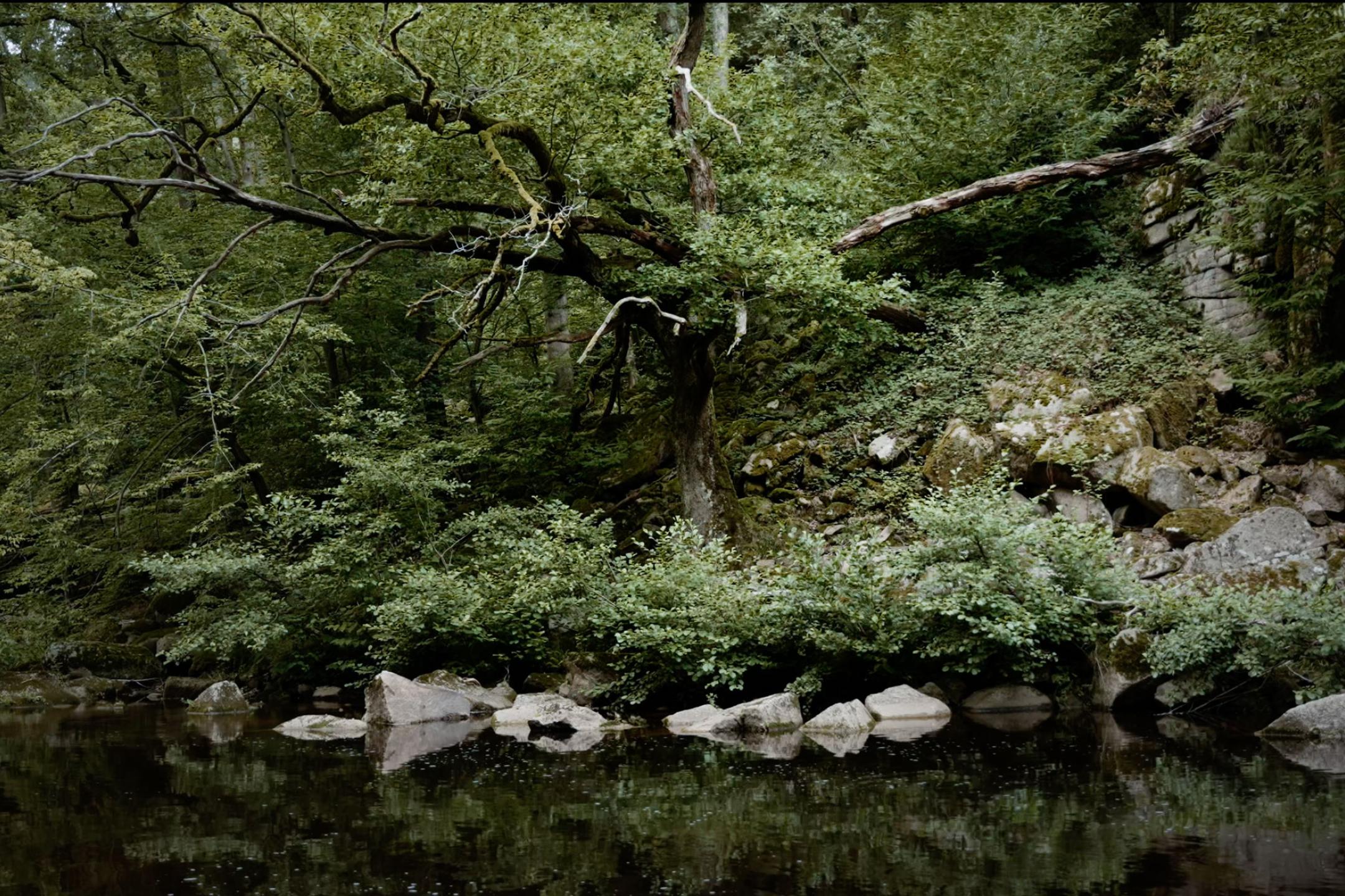 Ein Flussufer am Wald, recht dunkel und satt grün