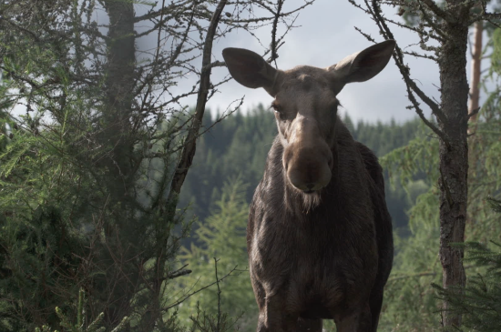Filmstill AMOOSED: a moose odyssey