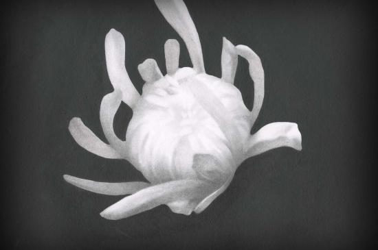 Filmstill Chrysanthemum