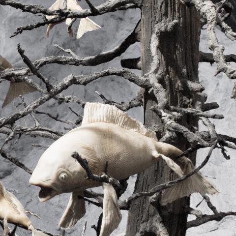Ein Bild von weißlichen Fischen mit offenen Mäulern, die in den Ästen eines verdorrten Baumes hängen, es wirkt sehr trostlos