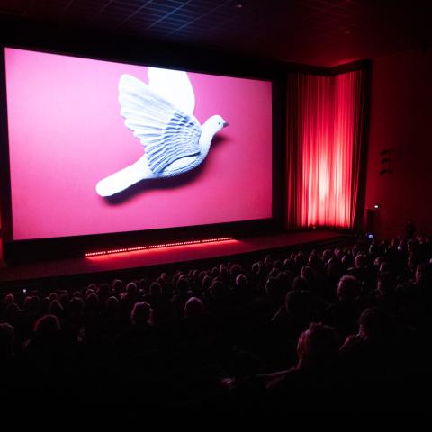 A crowded cinema hall during a film screening. On the screen flies a big white dove on pink background.