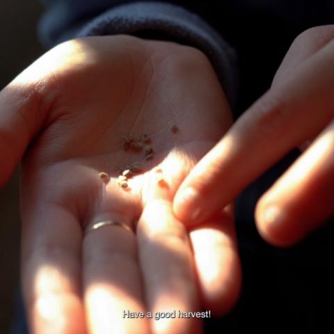 Eine Hand auf der winzige Samen liegen, Sonnenstrahlen flackern über die Handfläche