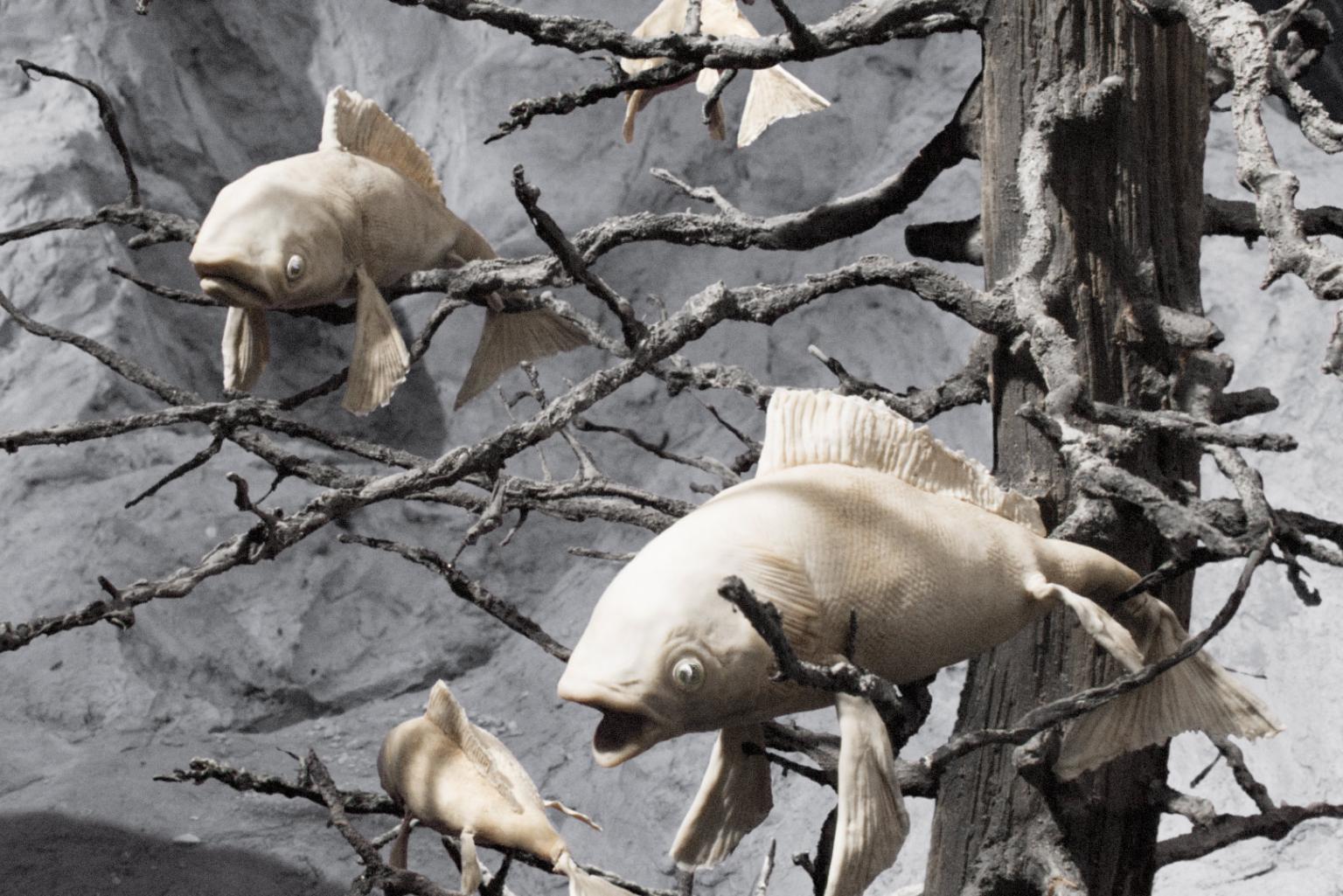 Ein Bild von weißlichen Fischen mit offenen Mäulern, die in den Ästen eines verdorrten Baumes hängen, es wirkt sehr trostlos
