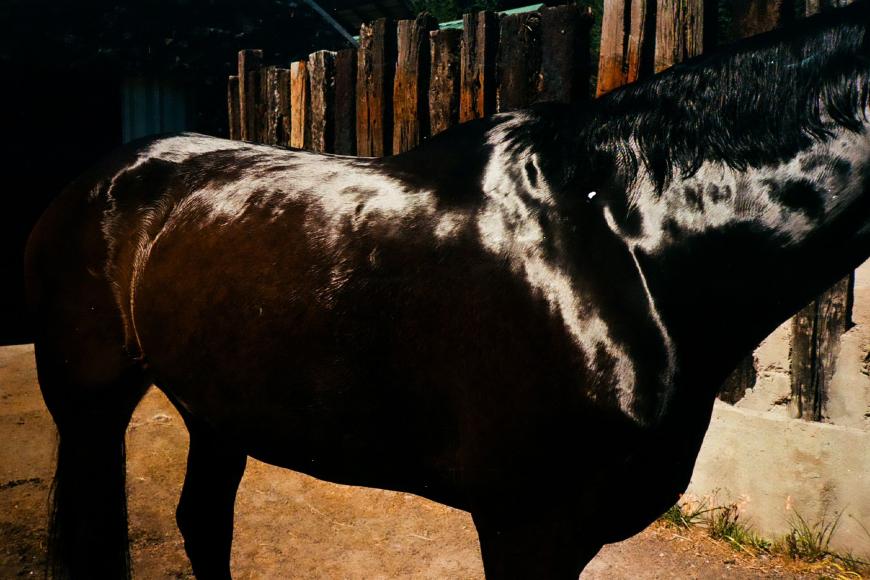 Filmstill Pegasus