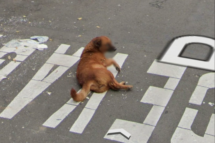 Filmstill Accidental Animals