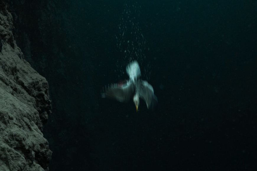 Filmstill LOVEBIRD