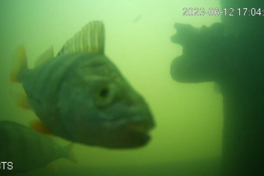 Filmstill Fish Doorbell