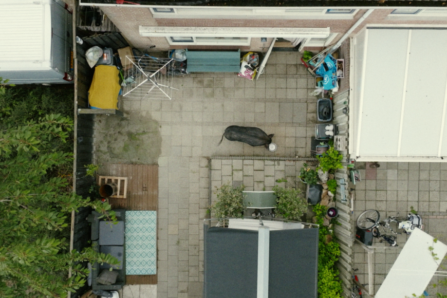 Filmstill Nelson the Piglet