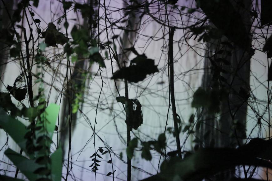 Filmstill Letters from the Jungle