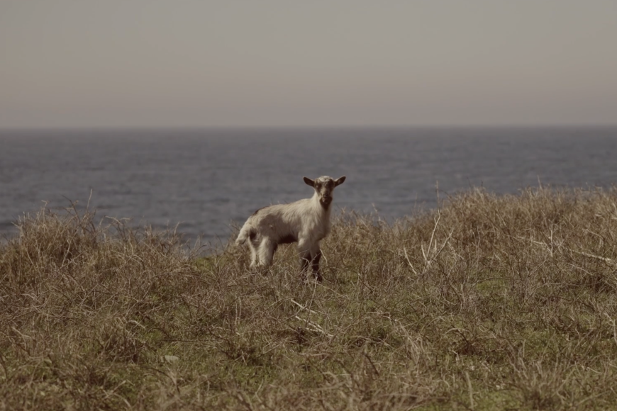 Filmstill Goats!